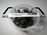 ADA 辣椒榕 密林 Bucephalendra Green wavy IC179